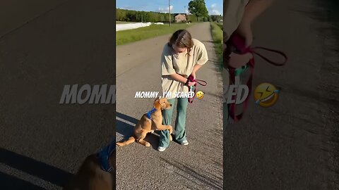 funny animals compilation #funnyanimals #animals #pets #shorts