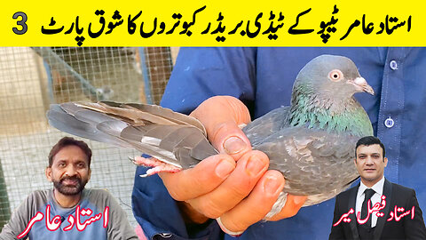 Ustad Amir Breeder Taddy Pigeons WAtch In HD Urdu/Hindi