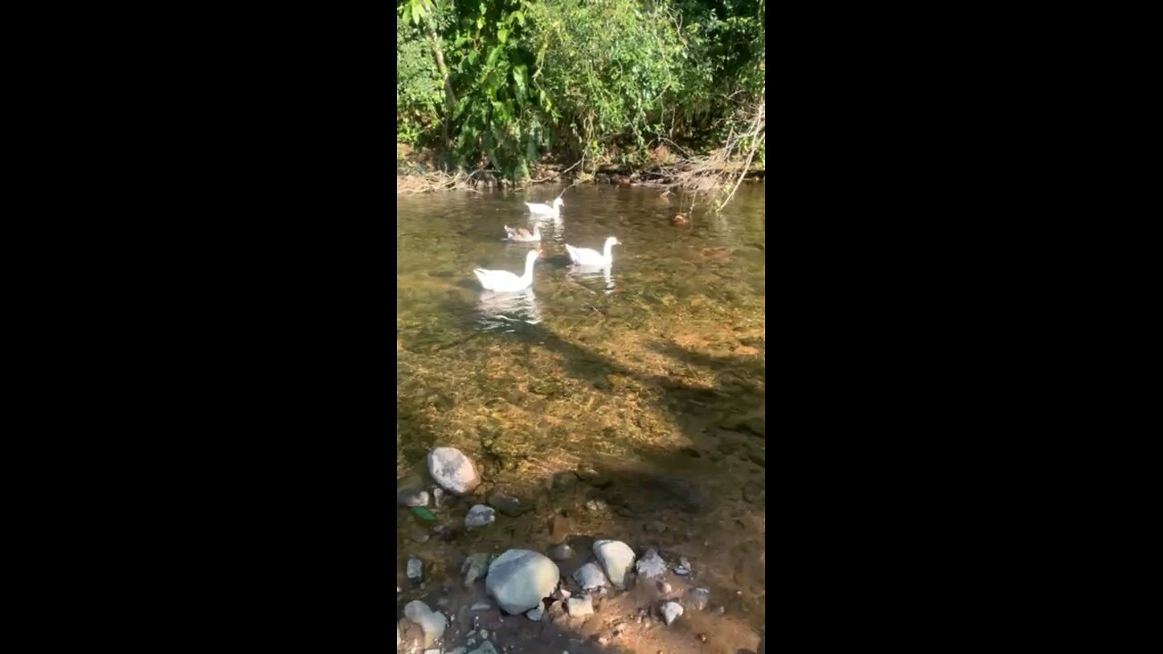 goose in the pond