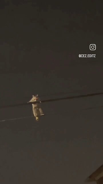 A raccoon crossing power lines.