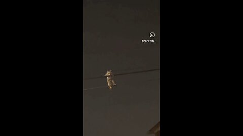 A raccoon crossing power lines.