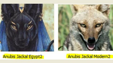 Tamara Magdalene Lioness of THE Yeshua Video 33 of 276: What is an Anubis?