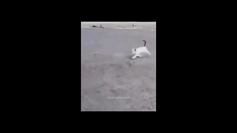 #animal's fun moments