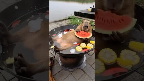 Capybara 😍🍉🍲