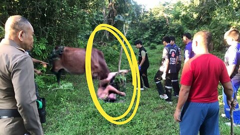 Uomo nudo prova a violentare una mucca: Lei si inferocisce e lo incorna 🐮🐄