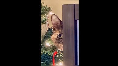 Caturday - More Secret Agent Cats