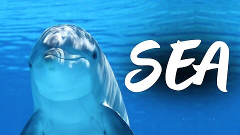 Mesmerizing Ocean Beauty | Stunning Underwater Sea Life in 4K