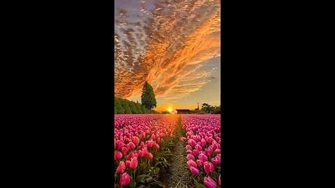 Tulip Flowers