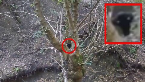 Real alien was caught on camera in the forest and it was scary