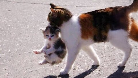 When Mother Cats Bring Their Kittens To You 🤗 Funny Cat Videos 2024