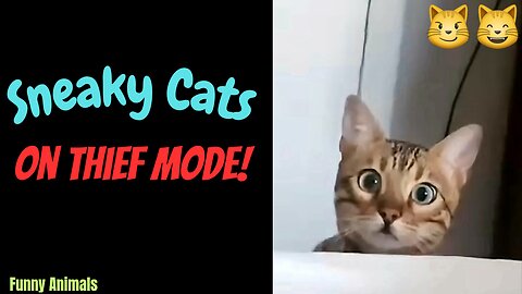 "Sneaky Cats: On Thief Mode!"