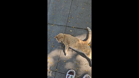 Have a wonderful blessed day 🌹🌷