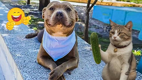 Hilarious Animal Moments 2025 😹🤣 Dogs & Cats That’ll Melt Your Heart (and Make You Cry Laughing!