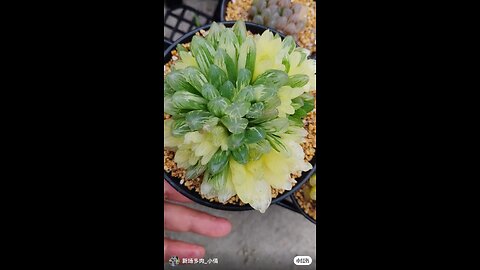 amazing fruit