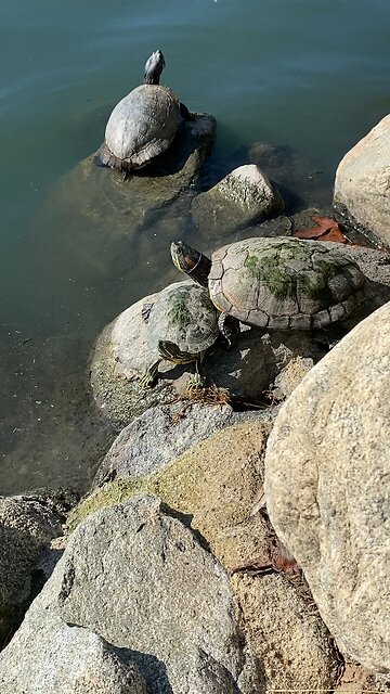 Red-Eared Slider Turtles 🐢 #redearedslider #followme #shorts #viral #trending #turtles #turtle