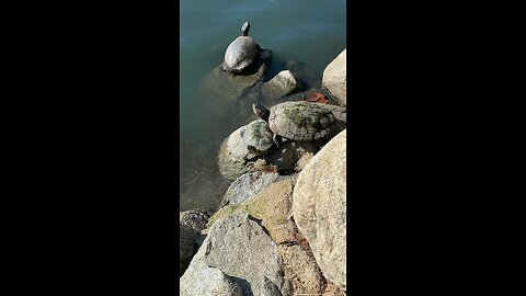 Red-Eared Slider Turtles 🐢 #redearedslider #followme #shorts #viral #trending #turtles #turtle