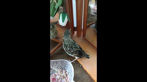 a rescue Gobby Disco