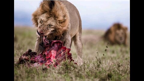 Lion Food Near You!!!