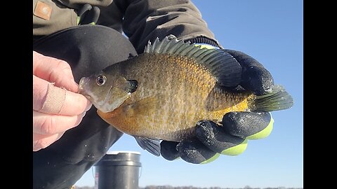 Catching Bluegill on purple string?