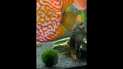 Fish clip