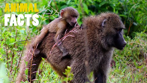 Baboons | The social and intelligent masters of communication