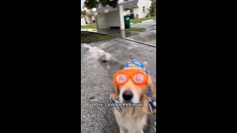 Wiper-Wearing Dog in Cool Shades🤣#funnydog