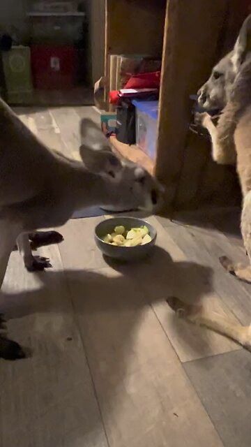 Australian kangaroos eating