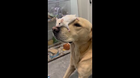 Dog and Mouse duo 😭