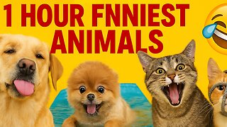 1 Hour Funniest Animals 😂 Funny Dogs and Cats | Funny Animal Videos