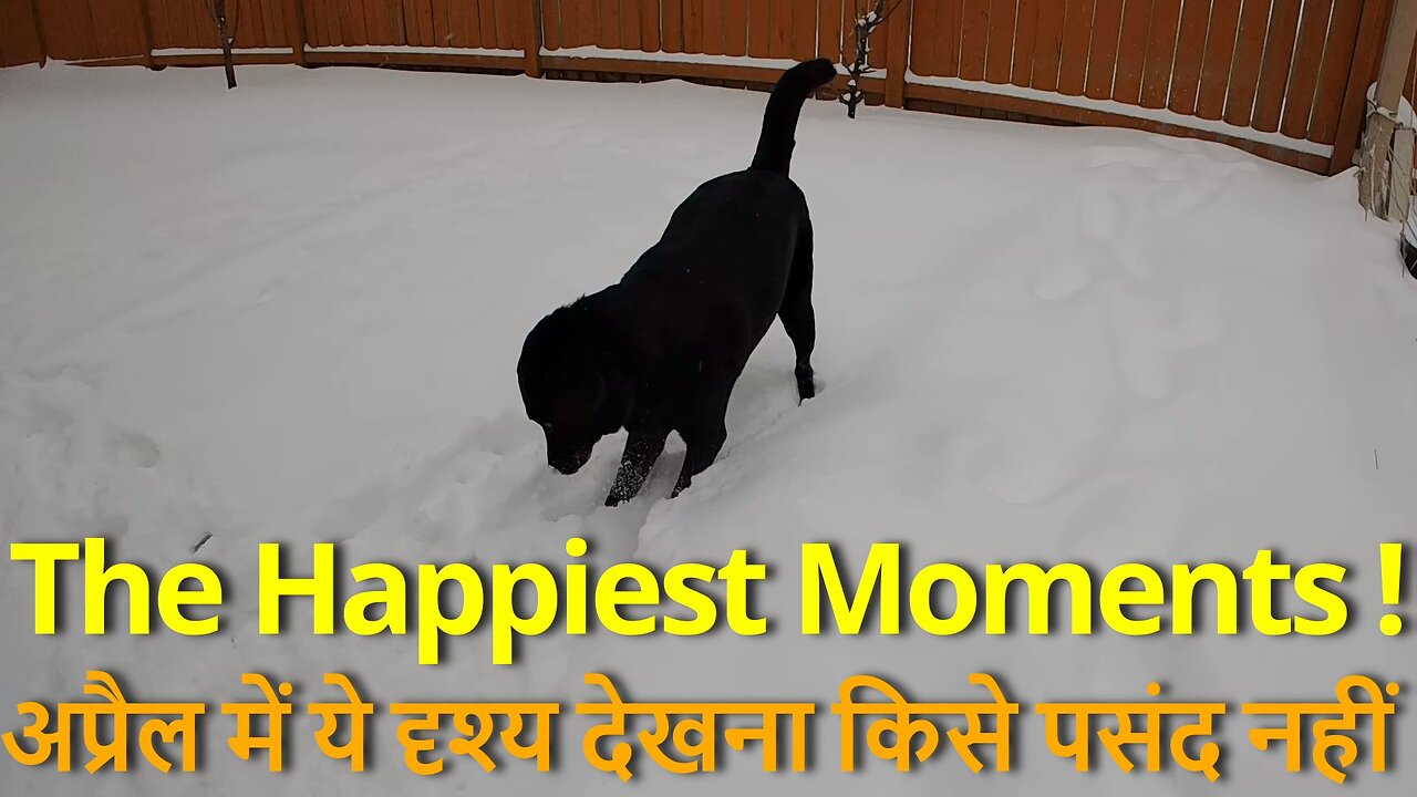 The Happiest Moments ! अप्रैल में ये दृश्य देखना किसे पसंद नहीं, विशेषतया गरम देशवासी हों तो #canada