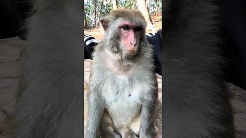 Do you see me and this monkey like 2 friends?