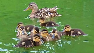 The New 7 Mallard Duck Ducklings and Mother Hen Take Two