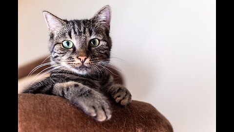 Ninja cats vs kungfu cats. / Best cat videos of 2025