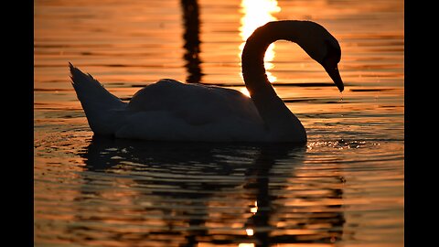 Ritual Enormity: The Swan Question