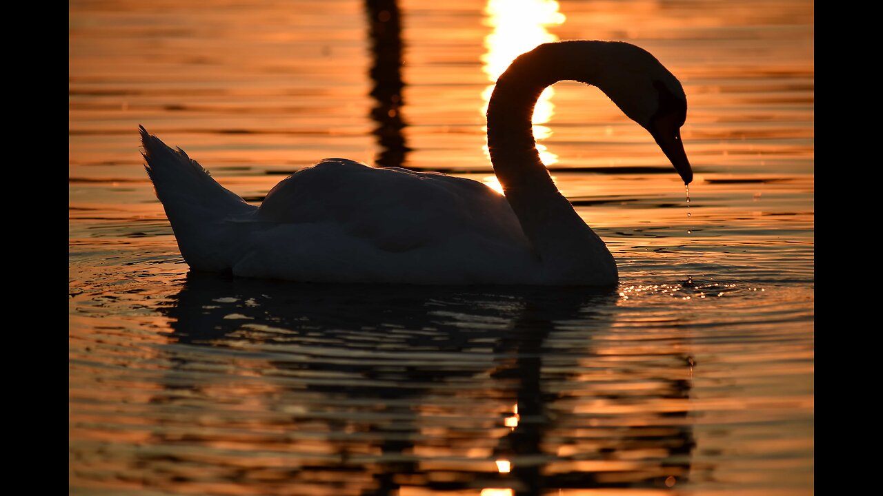 Ritual Enormity: The Swan Question