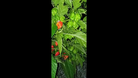 2025 HOT PEPPER GROW #IGrowHotPeppers #containergardening #ftg