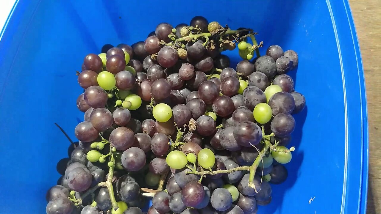 Black Isabella Grape Harvest April 2025