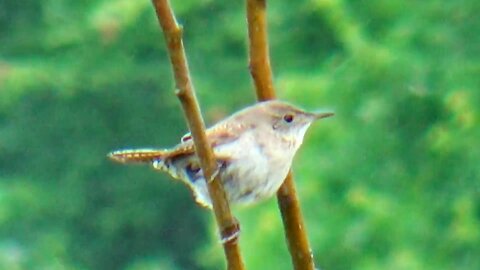 Wren
