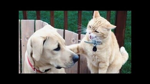 Funny Moments Between Cats and Dogs