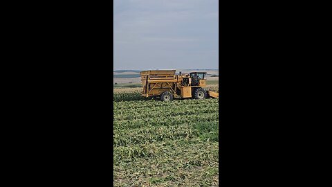 Finally harvesting our earlier season Sweet Corn.