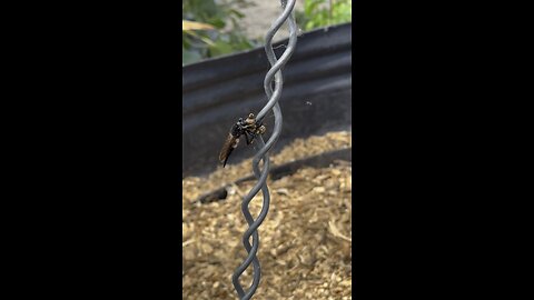 Wasp killer…. Google was zero help