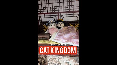 cat emperor royal affair drama 