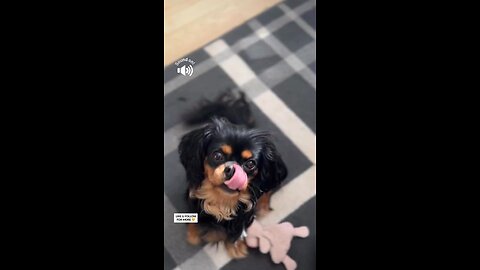 CutieCavaliers