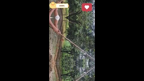 "Rasila Aam 🍋 | Close-Up Shots of Juicy Mangoes in 4K!" "Aam ka Season Wapas Aa Gaya! 🥭 Super Fr