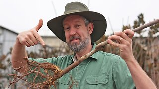 Pros Plant Fruit Trees Like This: How to Plant Bare Root Trees and Why They Make Sense