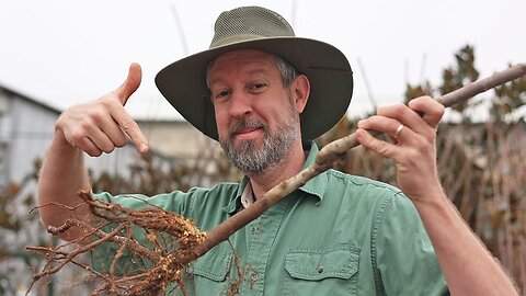 Pros Plant Fruit Trees Like This: How to Plant Bare Root Trees and Why They Make Sense