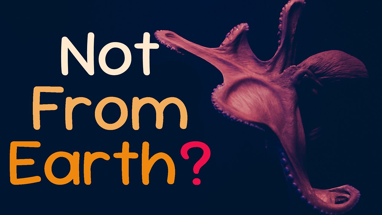 Why Some Scientists Think Octopuses Aren’t from Earth