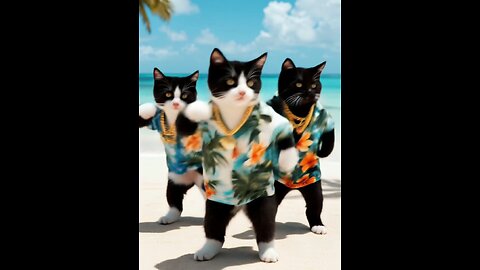 boomba cats 😽