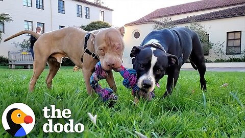 Dog Found By Highway Sprints To His New Family | The Dodo
