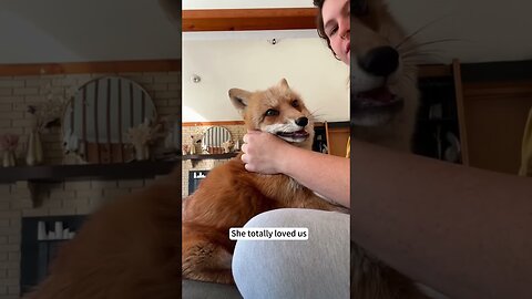 The fox was stuck in the fence and people saved her and gave her a house